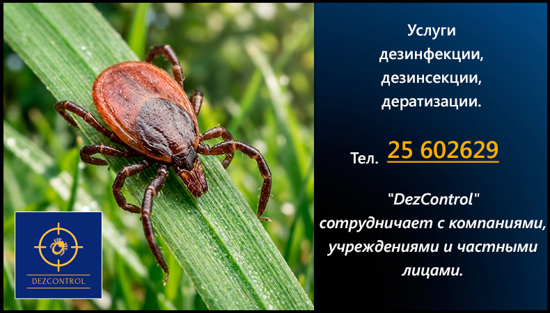 Обработка участка от клещей специалистом DezControl в Риге