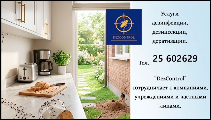 Муравьи в доме на кухне и муравейник на участке